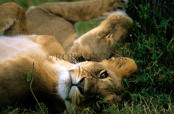 LionMara_017