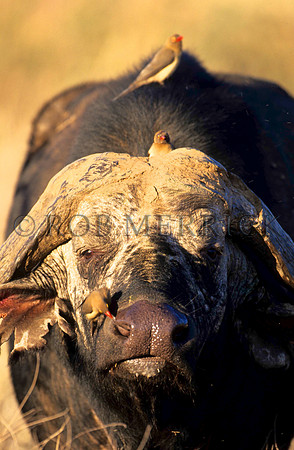 CapeBuffaloSamburu_004