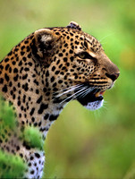 LeopardMara_005