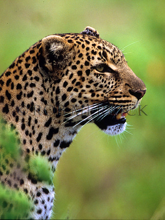 LeopardMara_005
