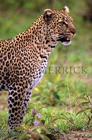 LeopardMara_004
