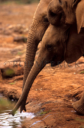 ElephantNairobi_002