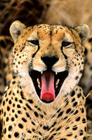 CheetahLewa_014