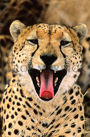 CheetahLewa_014