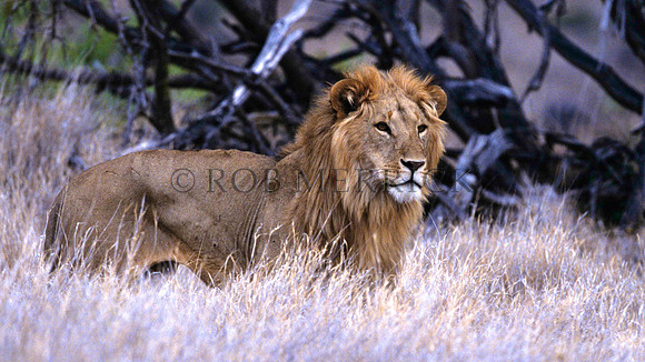 LionLewa_003