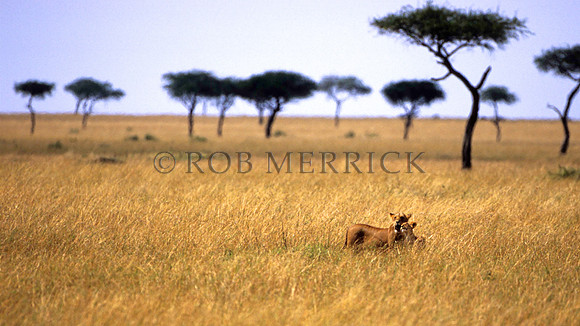 LionMara_013