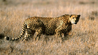 CheetahLewa_009