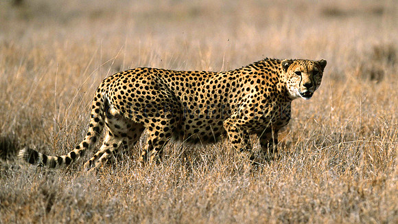 CheetahLewa_009
