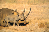 BlackRhinoLewa_003