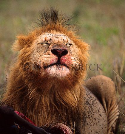 LionMara_044