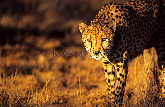 CheetahLewa_045