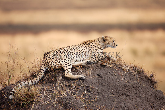 CheetahMara_021