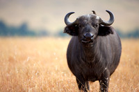 CapeBuffaloLewa_013