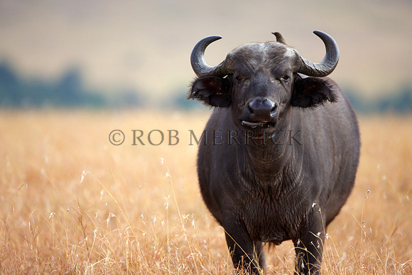 CapeBuffaloLewa_013