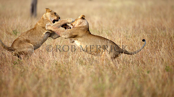 LionMara_077