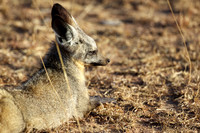 BatEaredFoxMara_002