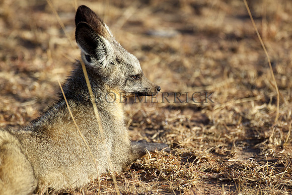 BatEaredFoxMara_002