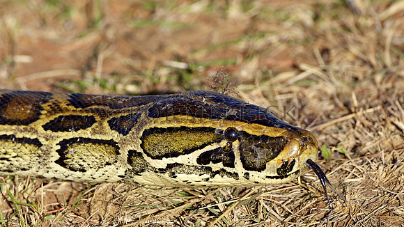 PythonSnakeMara_004