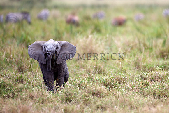 ElephantMara_005