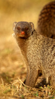 BandedMongooseMara_001