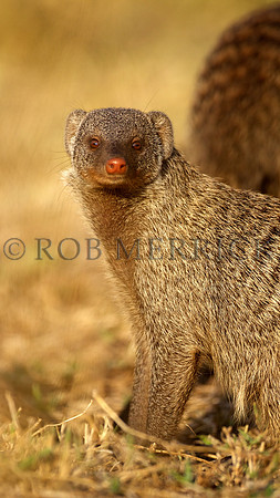 BandedMongooseMara_001