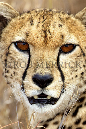 CheetahLewa_046