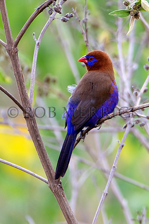 PurpleGrenadierMara_002