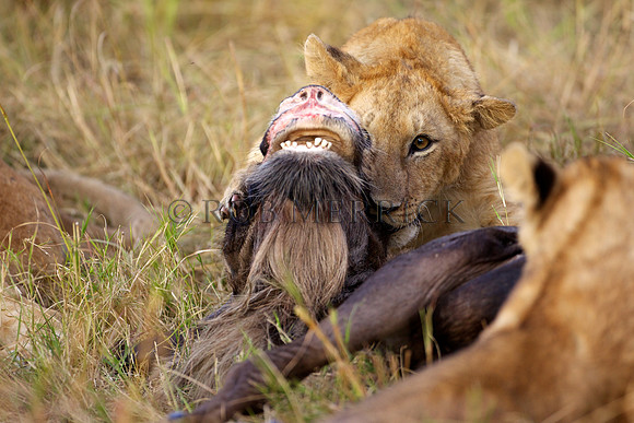 LionMara_057