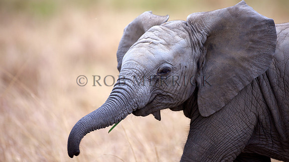 ElephantLewa_036