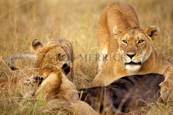 LionMara_052