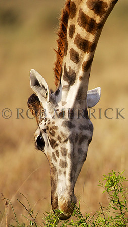 GiraffeSamburu_001