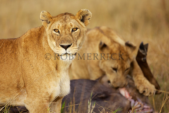 LionMara_055