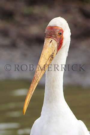 Yellow-billedStorkMara_002