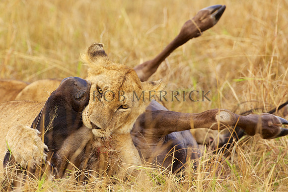 LionMara_050