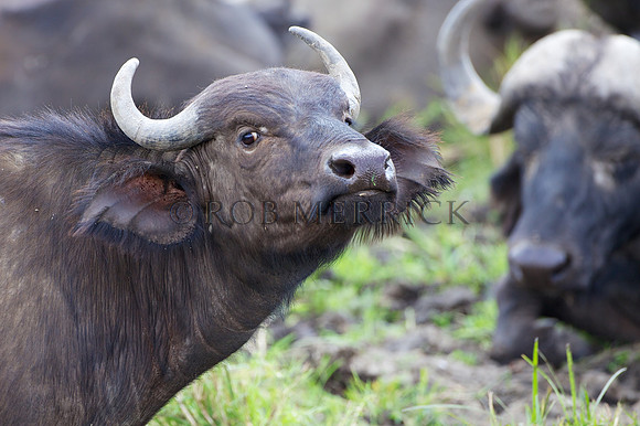 CapeBuffaloLondolozi_003