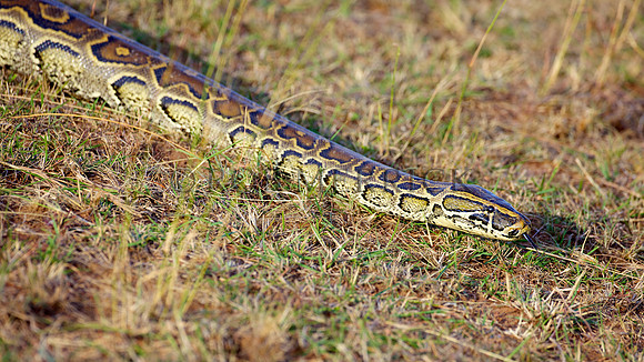 PythonSnakeMara_001