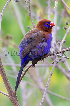 PurpleGrenadierMara_001