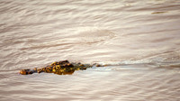 CrocMara_008