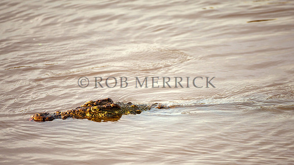 CrocMara_008