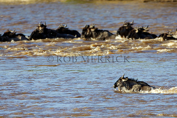 WildebeestMara_011