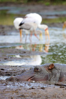 HippoMara_011