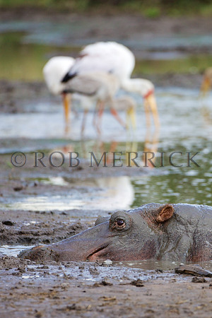 HippoMara_011