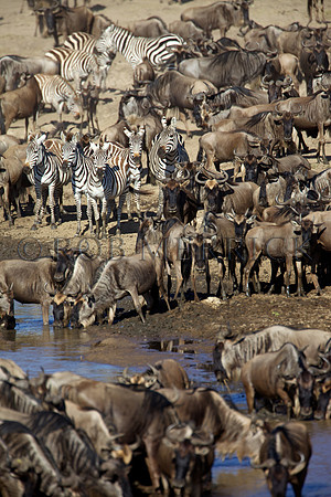 WildebeestMara_009