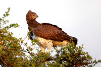 HawkEagleLewa_002