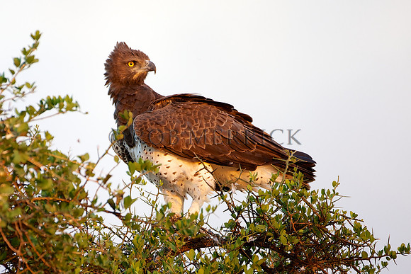 HawkEagleLewa_002