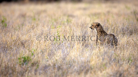 CheetahLewa_035
