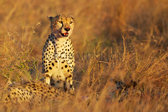 CheetahLewa_024