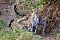 LeopardMara_014