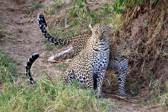 LeopardMara_014
