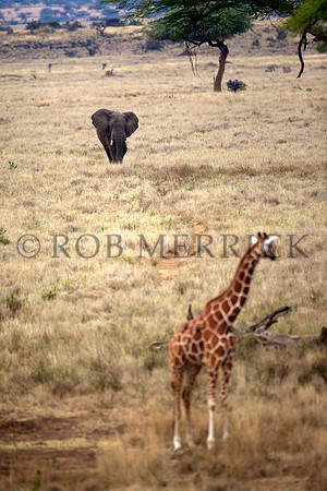 ElephantLewa_033
